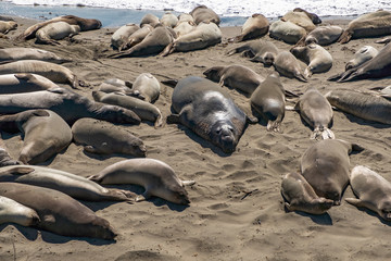 Group of lions and elephant seals sleep on the beach near highway 1