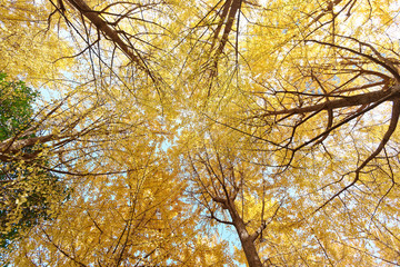 Look up golden ginkgo biloba leaves against blue sky background in sunny autumn day.