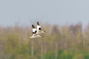 Fototapeta premium Pied Avocet (Recurvirostra avosetta) in flight, taken in the UK