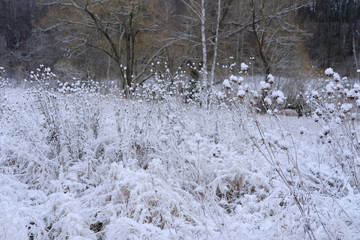 Frost on dry grass in the early frosty cloudy morning.