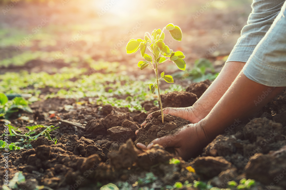 Wall mural hand planting young tree in morning light. eco concept