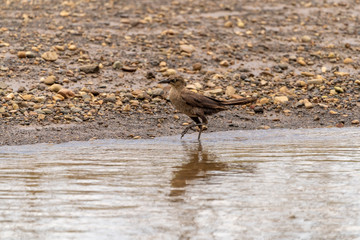 Common Grackle (Quiscalus quiscula) in Costa Rica