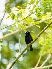 Passerini's Tanager (Ramphocelus passerinii) male with pure black body and red rump, taken in Costa Rica