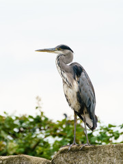 Grey Heron (Ardea cinerea), taken in UK