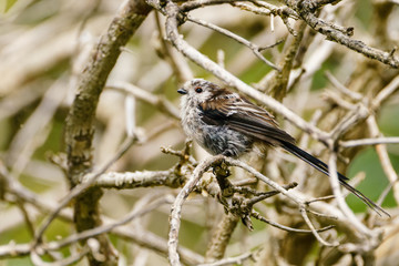 Long-tailed tit (Aegithalos caudatus) in the UK