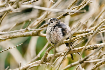 Long-tailed tit (Aegithalos caudatus) in the UK