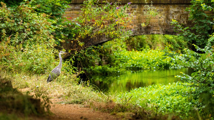 Grey Heron (Ardea cinerea), taken in UK