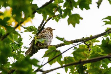 Song Thrush (Turdus philomelos) taken in the UK