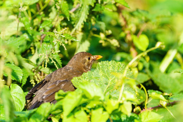 Blackbird (Turdus merula), taken in the UK