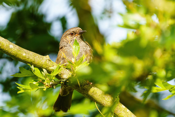 Dunnock (Prunella modularis), taken in the UK