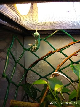 chameleon gymnast