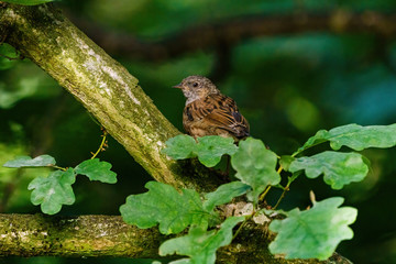 Dunnock (Prunella modularis), taken in the UK