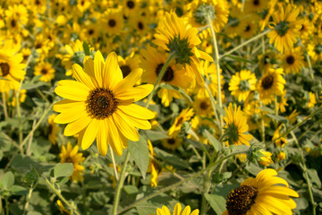 Sunflowers background. Beautiful blooming yellow sunflowers meadow.