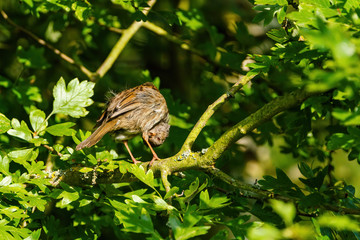 Dunnock (Prunella modularis), taken in the UK
