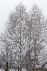 View of winter trees.