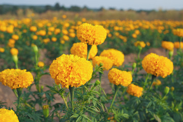 Yellow marigold flowers with green leaves in the meadow in flower garden for background