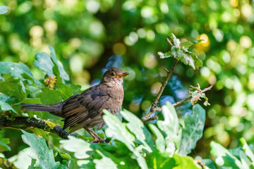 Blackbird (Turdus merula), taken in the UK