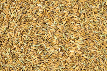 Yellow paddy seed rice nature texture background. top view