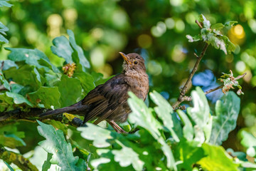 Blackbird (Turdus merula), taken in the UK