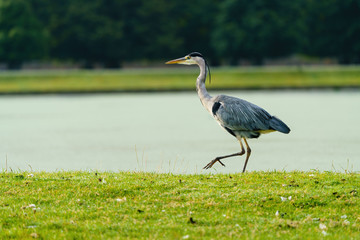 Grey Heron (Ardea cinerea), taken in UK