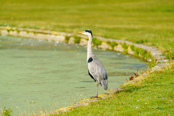 Grey Heron (Ardea cinerea), taken in UK