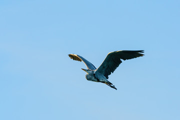 Grey Heron (Ardea cinerea), taken in UK