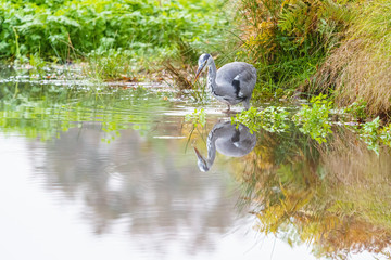 Grey Heron (Ardea cinerea), taken in UK