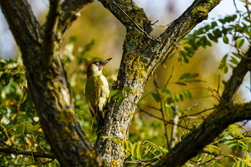 Green Woodpecker (Picus viridis) oerched on a tree, taken in the UK