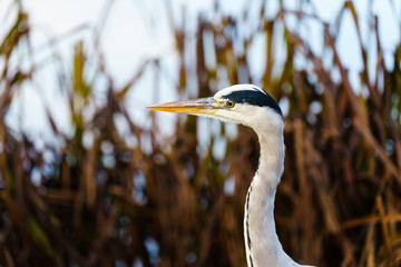 Grey Heron (Ardea cinerea), taken in UK