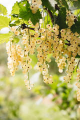 Detail of a bunch of white currant on a branch with leaves and blue sky
