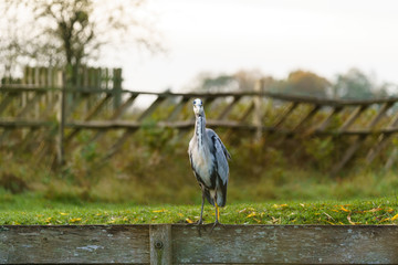 Grey Heron (Ardea cinerea), taken in UK