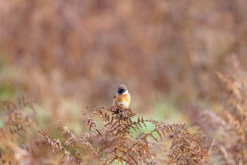 Stonechat (Saxicola torquata), taken in the UK