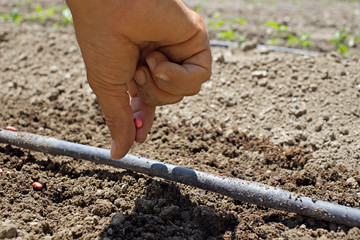 Man dig soil to plant seeds with drip irrigation hose.