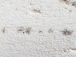 A white wall with plant roots on it
