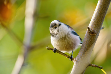 Long-tailed tit (Aegithalos caudatus) in the UK