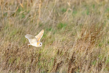 Obraz premium Barn owl (Tyto alba) in flight taken in England