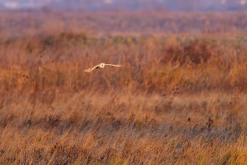 Barn owl (Tyto alba) in flight taken in England