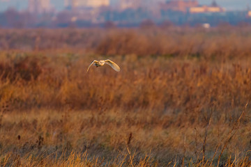 Barn owl (Tyto alba) in flight taken in England