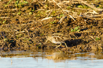 Common Snipe (Gallinago gallinago), taken in Essex, UK