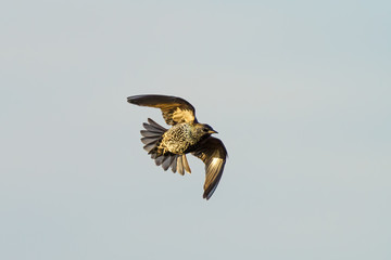 Common starling (Sturnus vulgaris) in flight taken in the UK