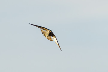 Common starling (Sturnus vulgaris) in flight taken in the UK
