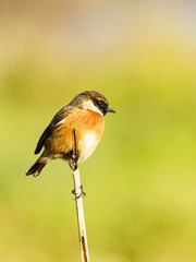 Stonechat (Saxicola torquata), taken in the UK