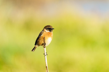 Stonechat (Saxicola torquata), taken in the UK