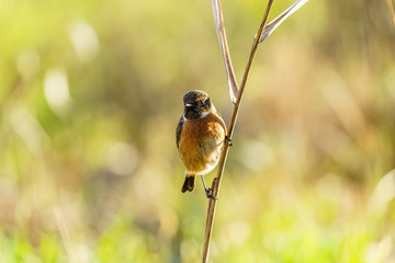 Stonechat (Saxicola torquata), taken in the UK