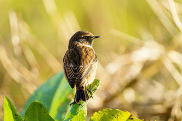 Stonechat (Saxicola torquata), taken in the UK