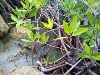 manglar