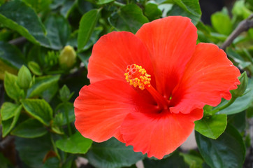Red Hibiscus flower (China rose, Gudhal,Chaba) in a tropical garden of Tenerife,Canary Islands,Spain.Floral background.Selective focus.