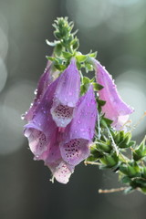 naparstnica purpurowa Digitalis purpurea © Katarzyna Barańska