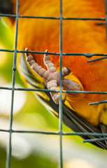 Close-Up Of Claw And Foot Of Sun Conure Parrot Bird