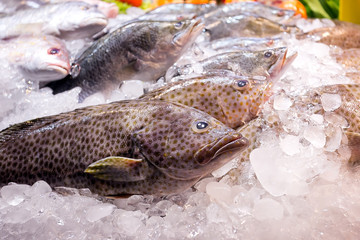 Sea bass fish on the ice in supermarket, Thailand.